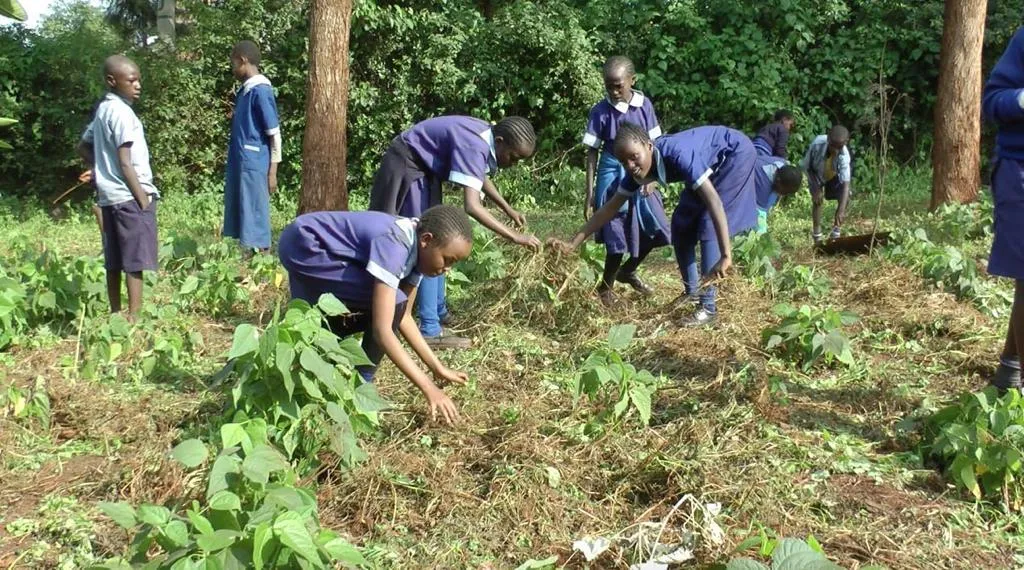 Pupils in blue uniforms tending crops between tall trees
