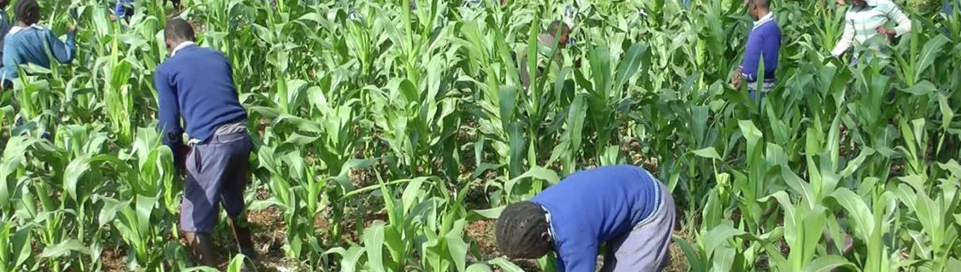 Children bending to tend seedlings in a garden