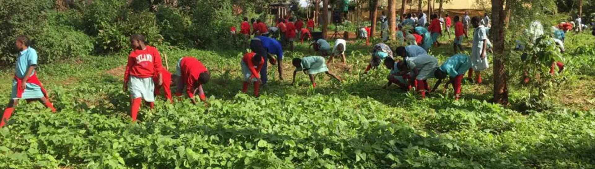 Dozens of schoolchildren working in a green field during a diet-garden day